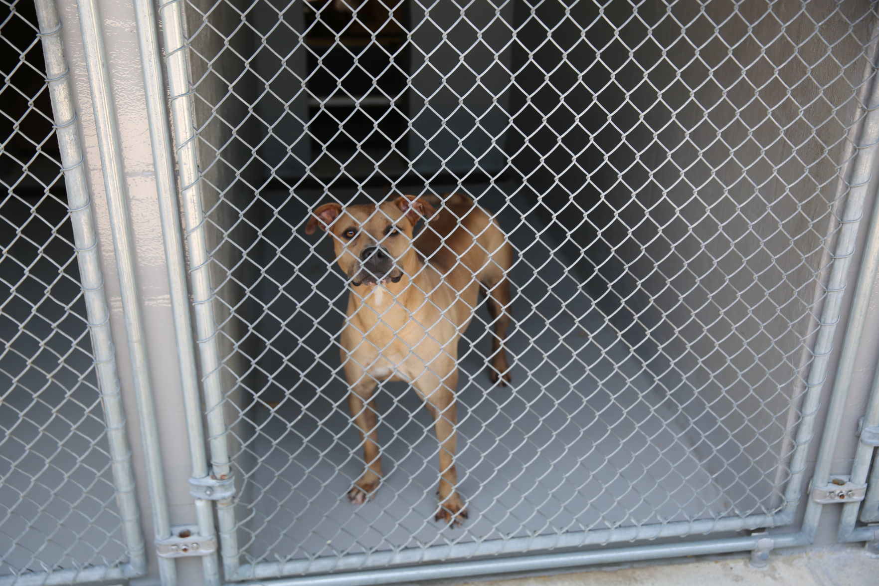 Atlantic County Animal Shelter's Clear the Shelter event Satuday, Aug. 17, 2019. The event runs through Sunday, Aug. 18.